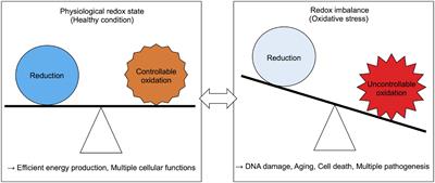 Roles of Phase Separation for Cellular Redox Maintenance